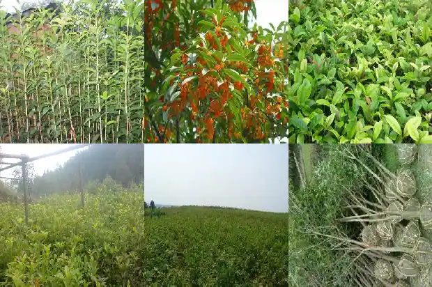 双杆桂花盆景最佳树形1682816160506