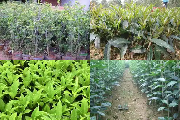 双杆桂花盆景最佳树形1682816160554