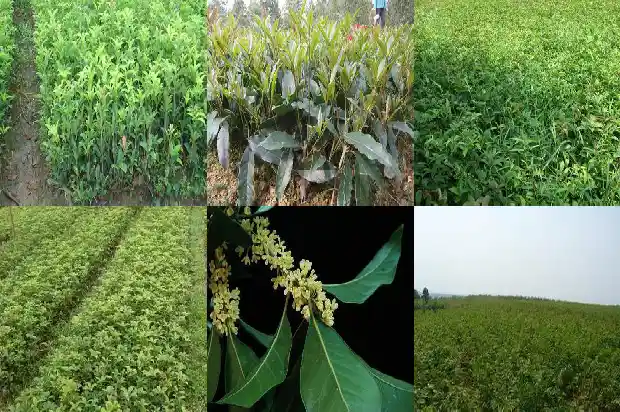 双杆桂花盆景最佳树形1682816160602