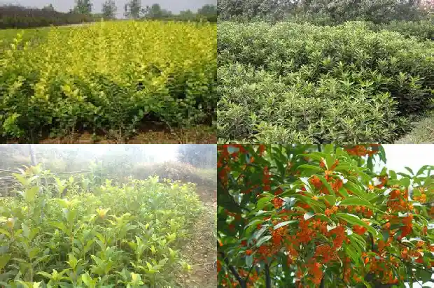 单杆桂花树如何多杆1682816306924