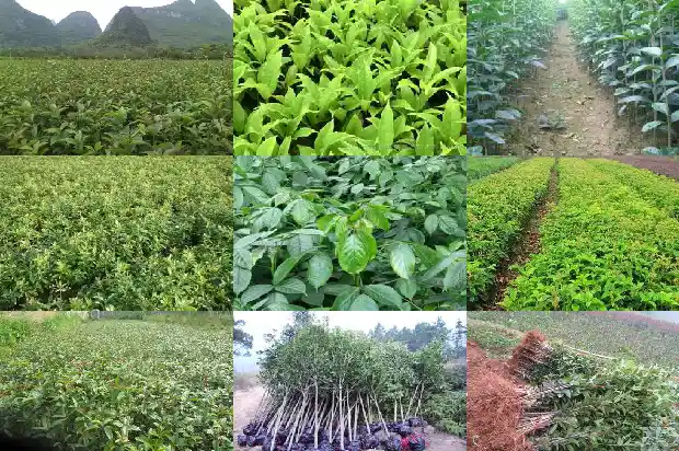 桂花丛生树1682816354930