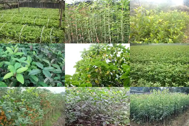 红天香台阁桂花特点1689727071447