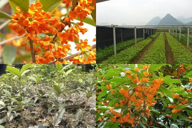 单杆桂花和多杆桂花哪个好养活些1682816459568