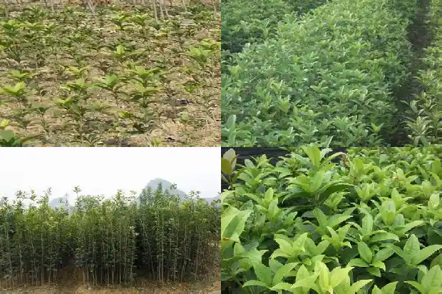桂花树杆要多高才标准1682816554919