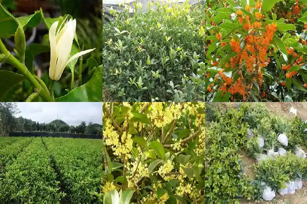 桂花树杆要多高才标准1682816554967