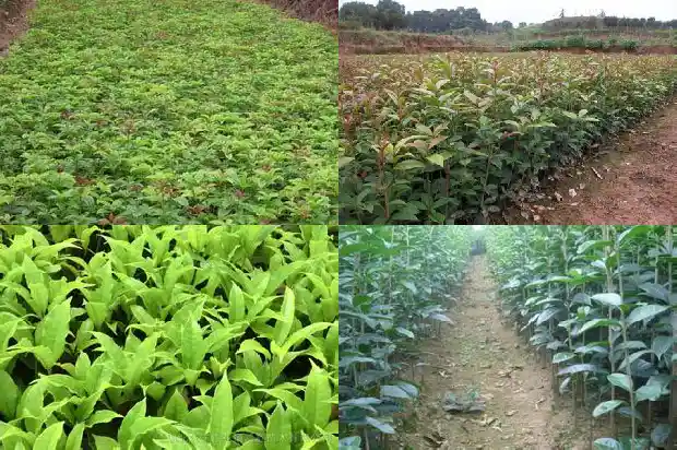 桂花是中生植物吗1682816605130
