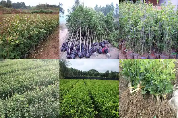 桂花是中生植物吗1682816605178