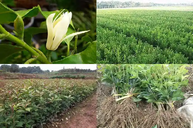 桂花是芳香植物吗1682816659917