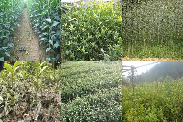 桂花是芳香植物吗1682816660012