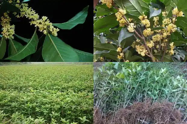 桂花是芳香植物吗1682816660060