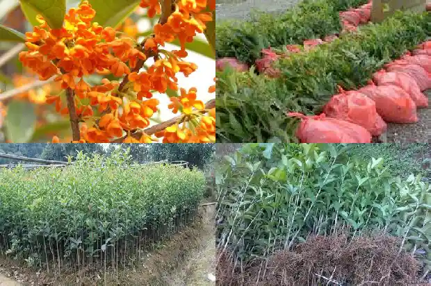 桂花有的什么有的什么有的什么1682816710669