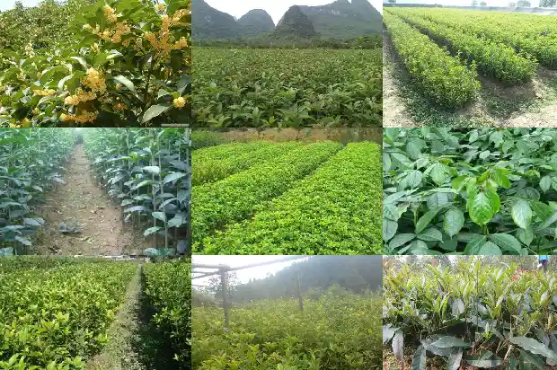 桂花有的什么有的什么有的什么1682816710717