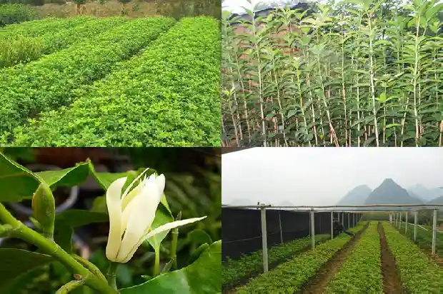 桂花是啥意思1682816769753