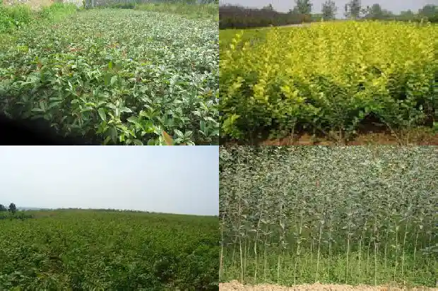 桂花是啥意思1682816769849