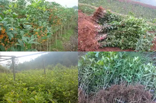 介绍一种植物桂花1682816877162