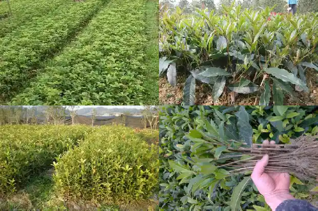 现在桂花树的价格是多少1689640018622