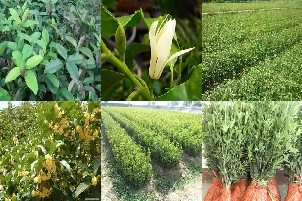 桂花是什么类植物1682816966802