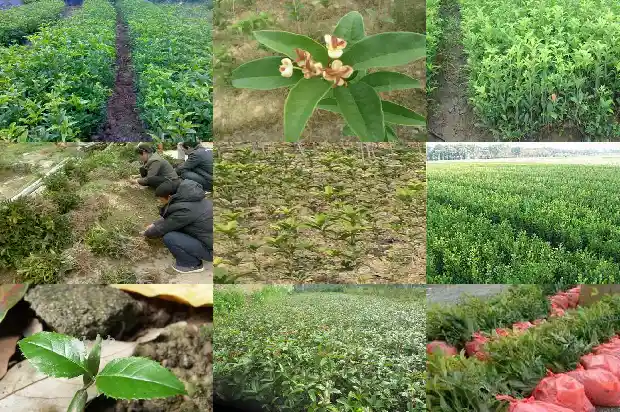 桂花是什么类植物1682816966849