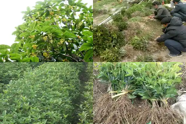 桂花是什么类植物1682816966897