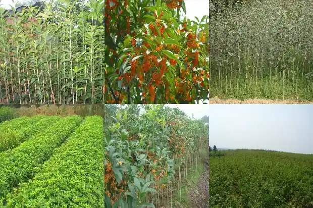 桂花茶的桂花需要风干吗1689467979437