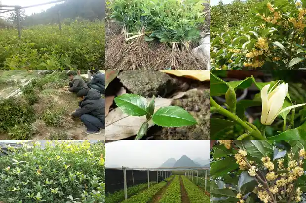 桂花属于什么类1682817087692