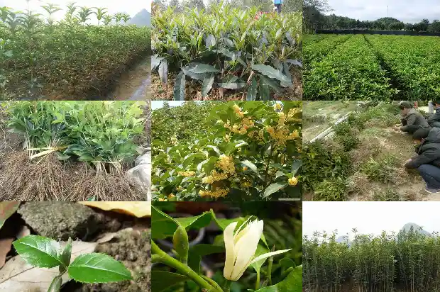 桂花属不属于植物1682817164460