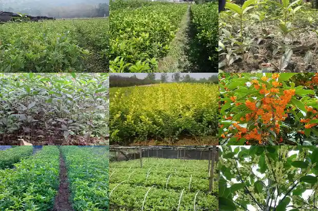 桂花属不属于植物1682817164506