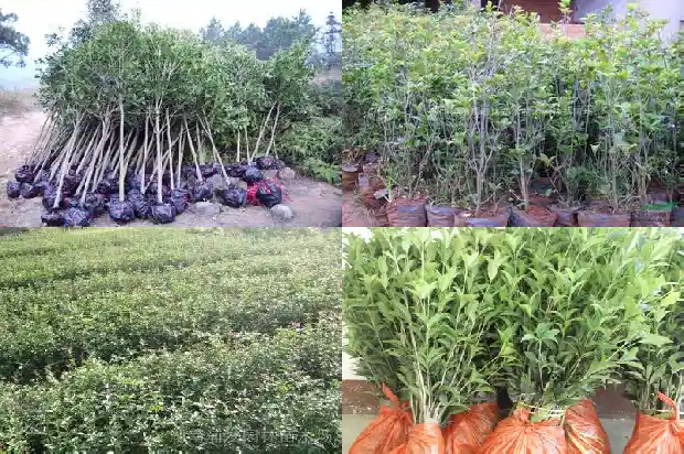 桂花香自随风来1688691535957