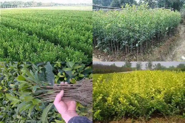 桂花是什么种类的植物1682817208490