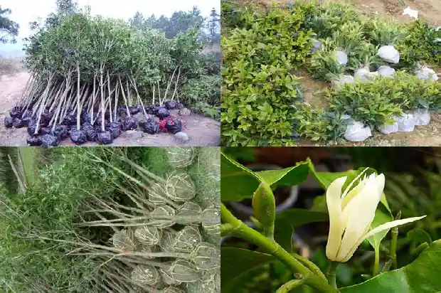 桂花是什么种类的植物1682817208538