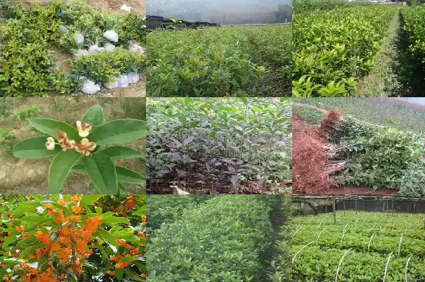 桂花分为哪三种1682817240216