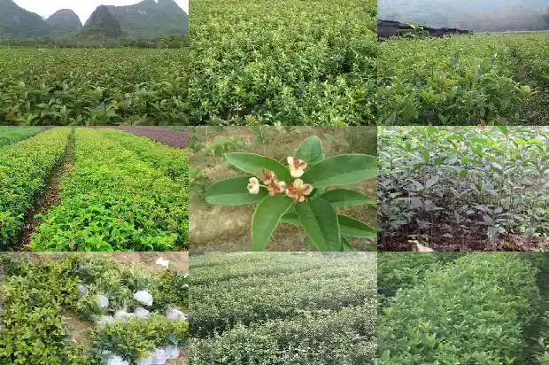 桂花分哪几种1682817267815