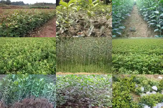桂花分哪几种1682817267862