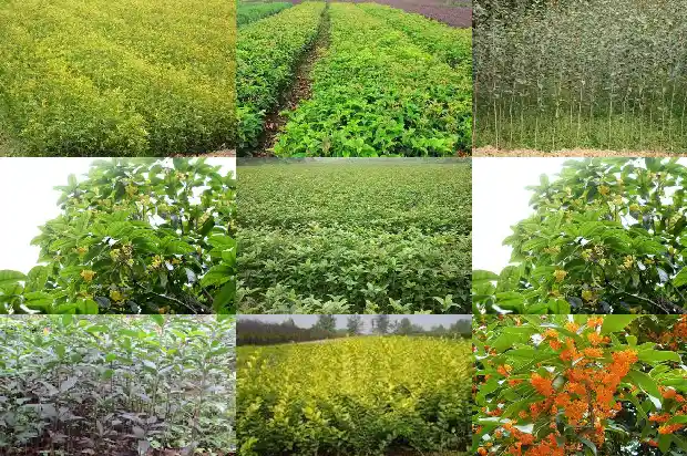 桂花分为哪几种类1682817301976