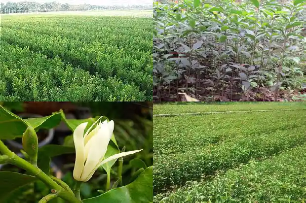 桂花分为哪几种类1682817302118