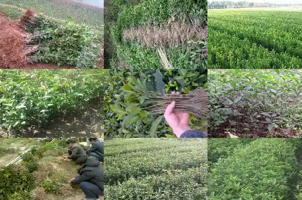 桂花分为哪四种1682817338044