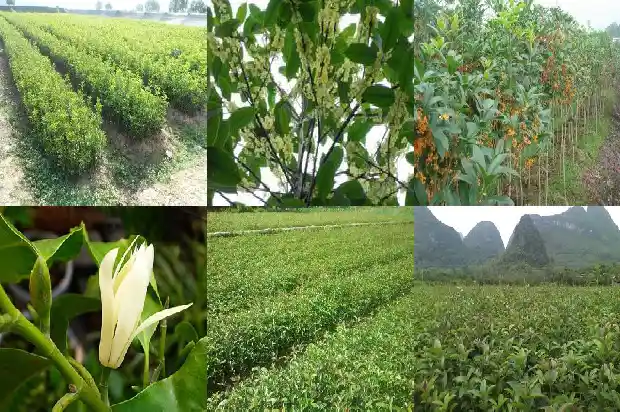 桂花分为哪四种1682817338091