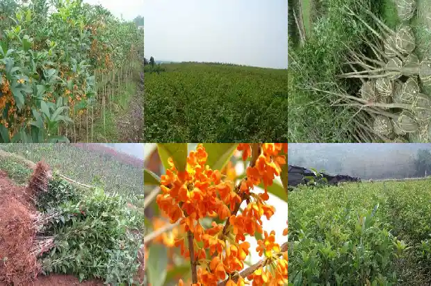 桂花分为哪两种1682817369307