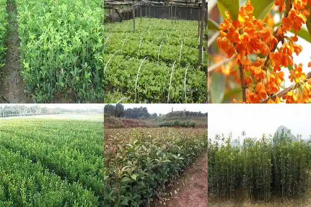 桂花分为哪两种1682817369355