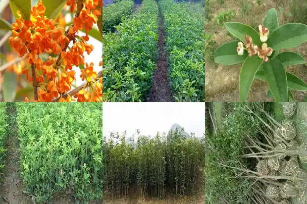 桂花分为哪两种1682817369403