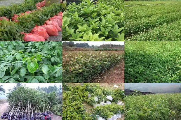 桂花一共有几种类型1682817401086
