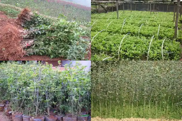 桂花一共有几种类型1682817401181
