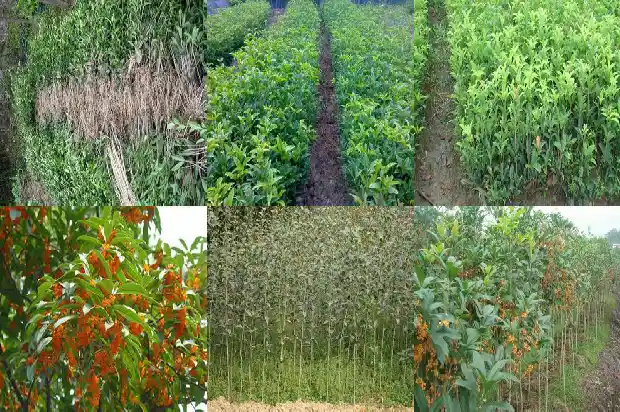 丛生桂花树是什么意思啊1682817426762