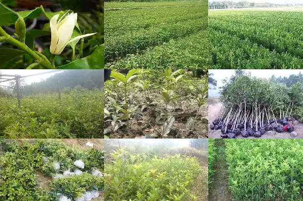 桂花是常绿树1682817454264