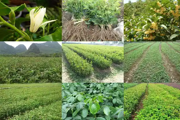 桂花是常绿树1682817454312