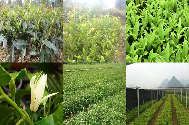 桂花是常绿树1682817454360