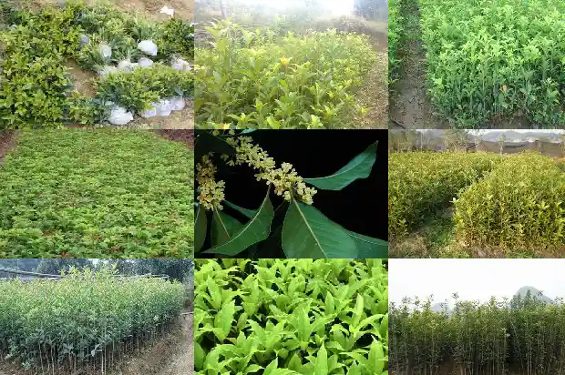 丛生桂花的定义是什么意思呀1682817485855