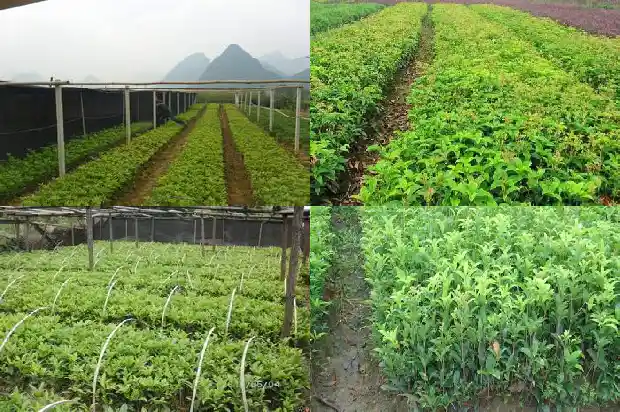 丛生桂花的定义是什么意思呀1682817485903