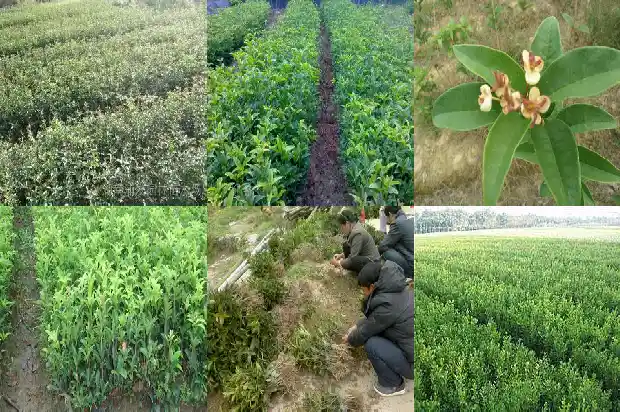 丛生桂花的定义是什么意思呀1682817485951