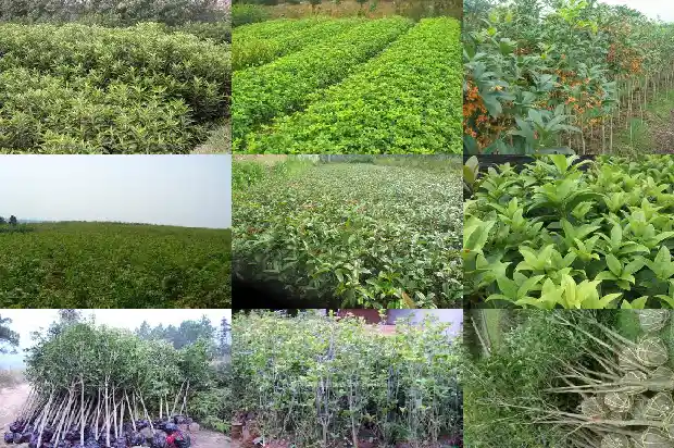 桂花单枝好还是多枝好养1682817549451